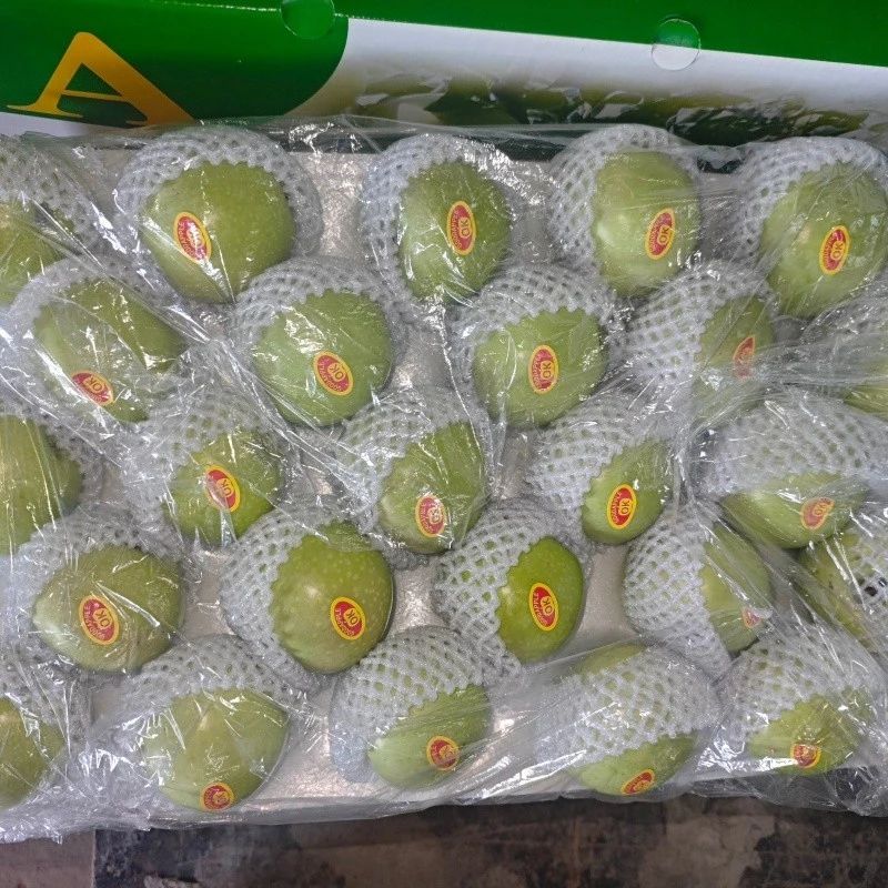 100 Fresh Apples Green suppliers