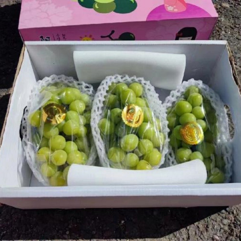 24mm+ Muscat Grape factory